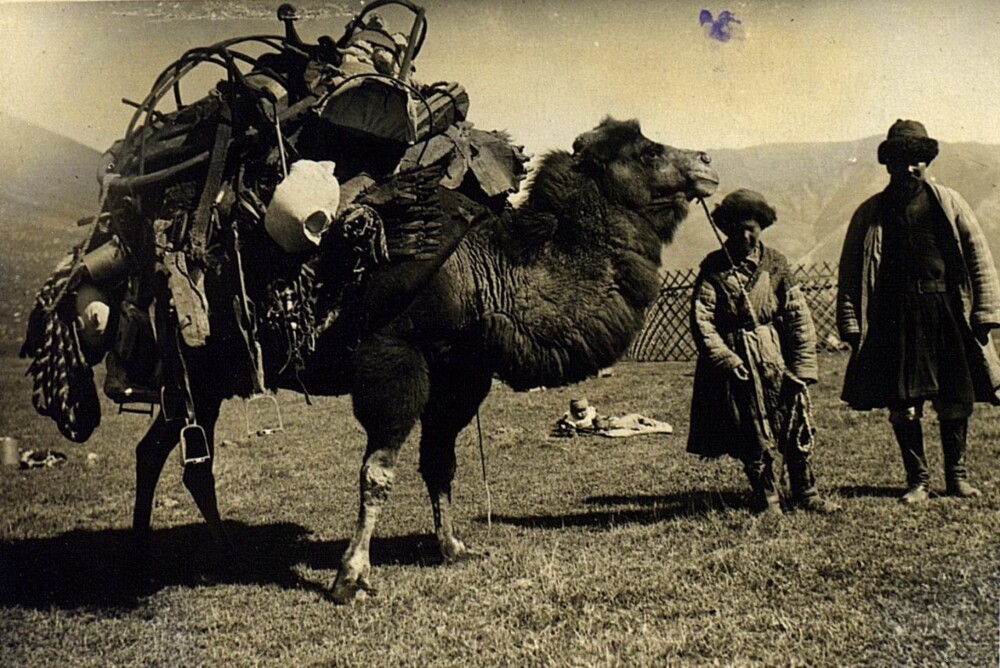 Верблюд, груженый юртой. Киргизы, 1933