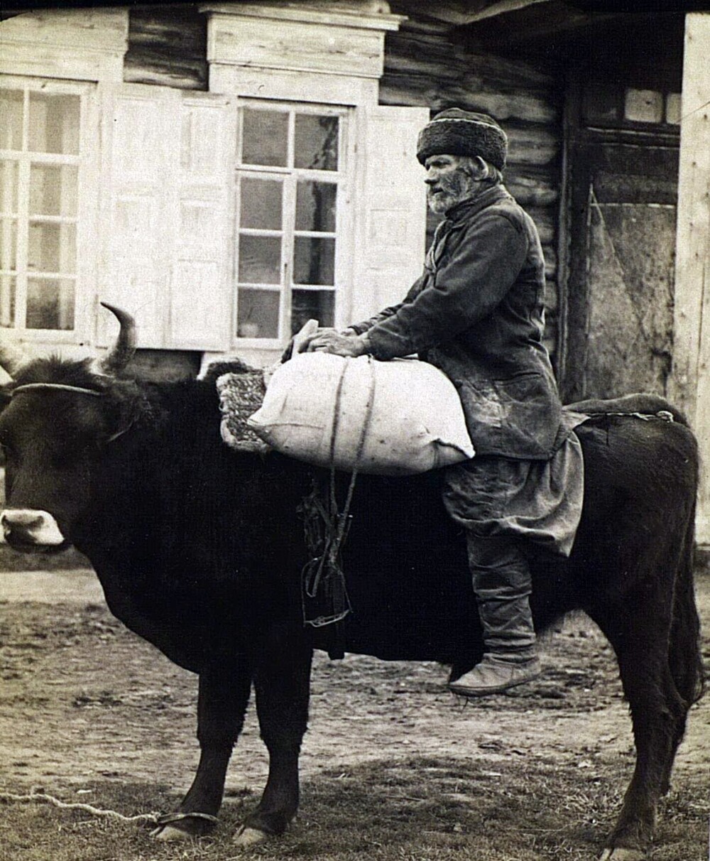 Перевозка клади на быке. Русские, Якутия (Саха), Олёкминск, вторая половина XIX в.