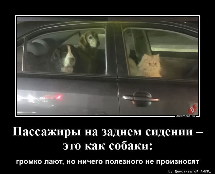 Пассажиры на заднем сидении – это как собаки: