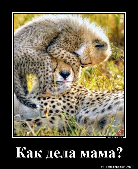 Как дела мама?