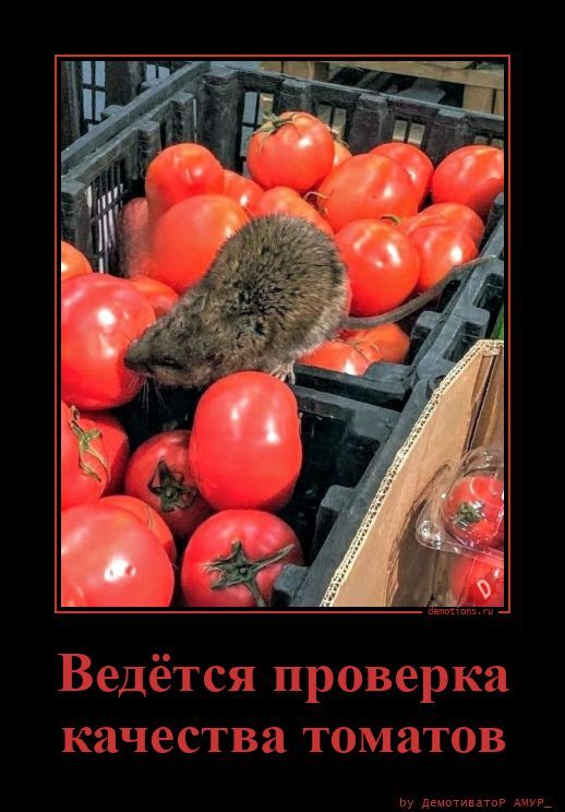 Ведётся проверка качества томатов