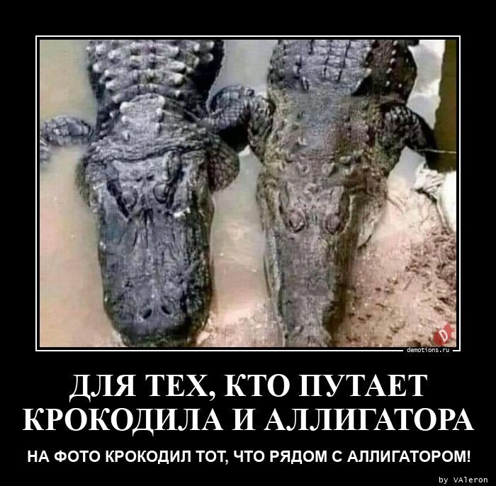 Как не перепутать крокодила с аллигатором