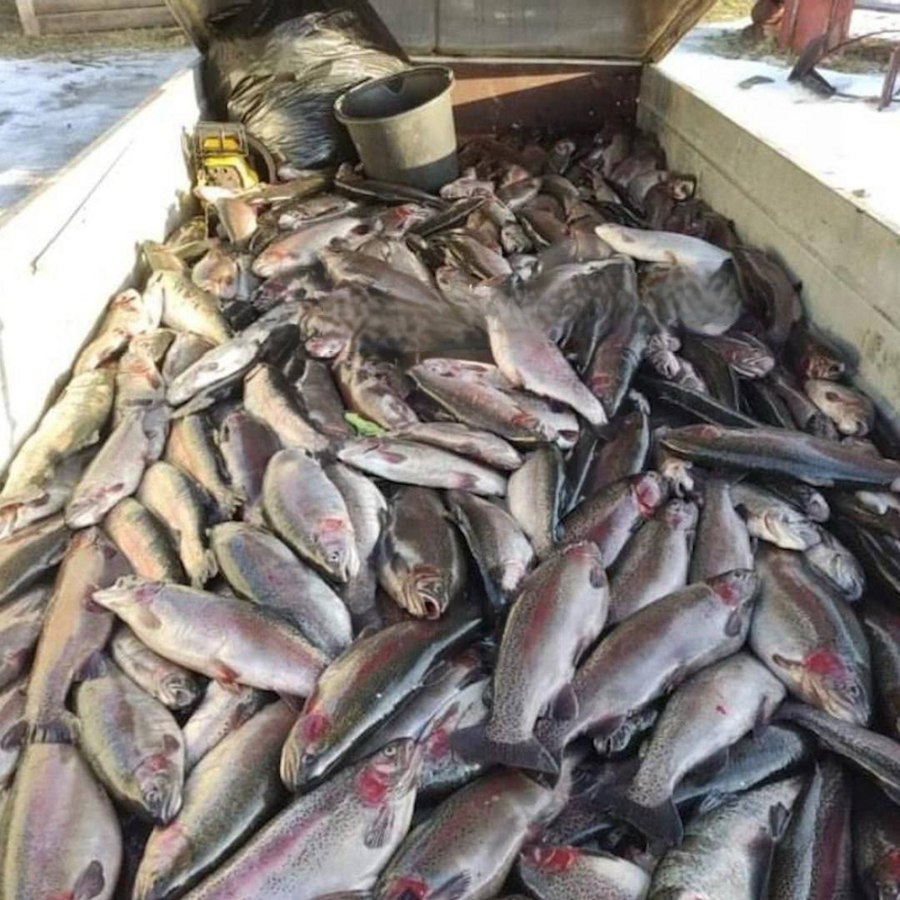 В Карелии из местного рыбоводного хозяйства «сбежали» 44 тонны форели и устроили переполох среди рыбаков