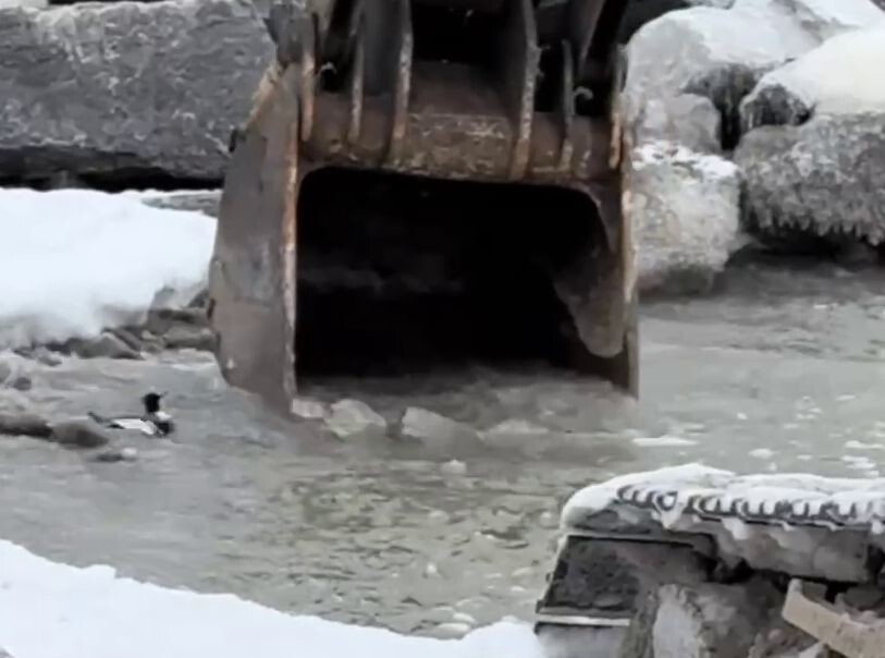 Водитель экскаватора спас птицу, которая попала в ловушку на берегу озера Мичиган