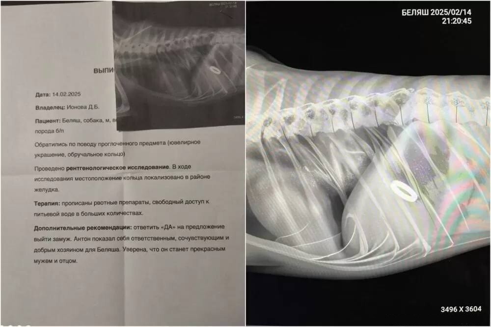 Пес Беляш из Челябинска эпично попытался спасти хозяина от помолвки