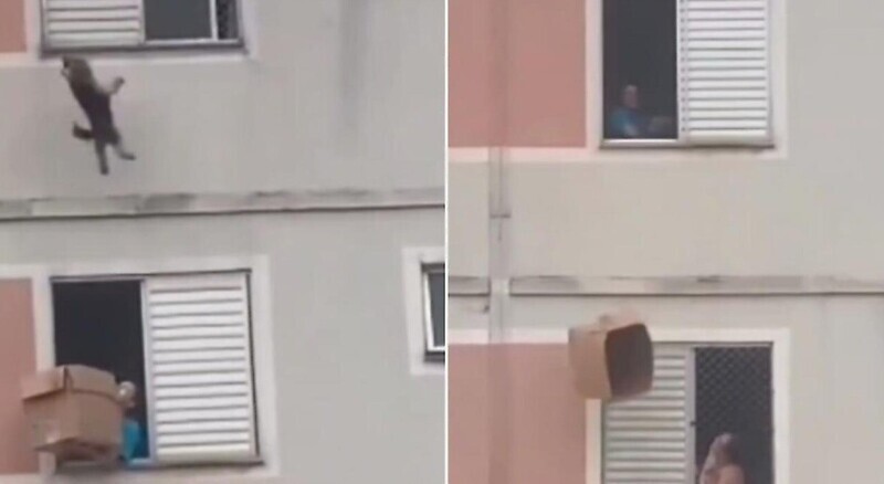 Драматичное спасение пса в Бразилии