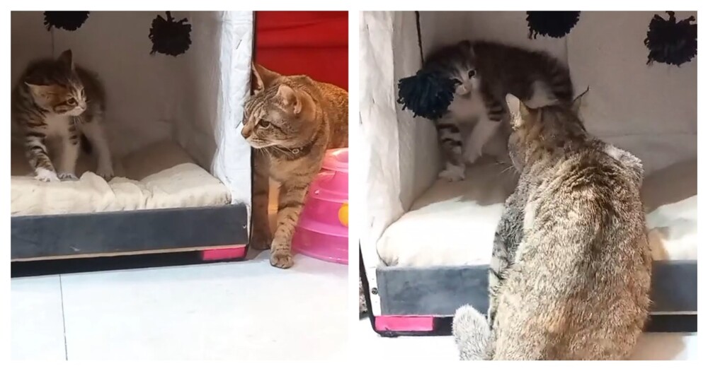 Терпеливая кошка и вспыльчивый котёнок