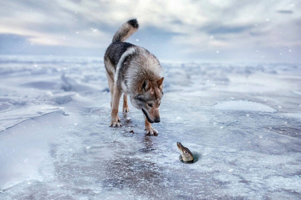 На общую тему 