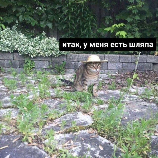 Скрины из соцсетей            