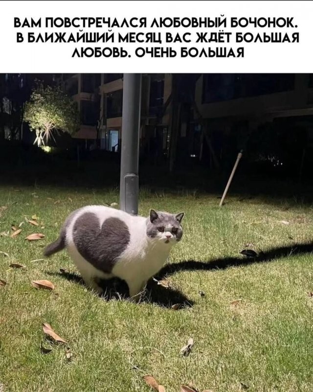 Скрины из соцсетей            