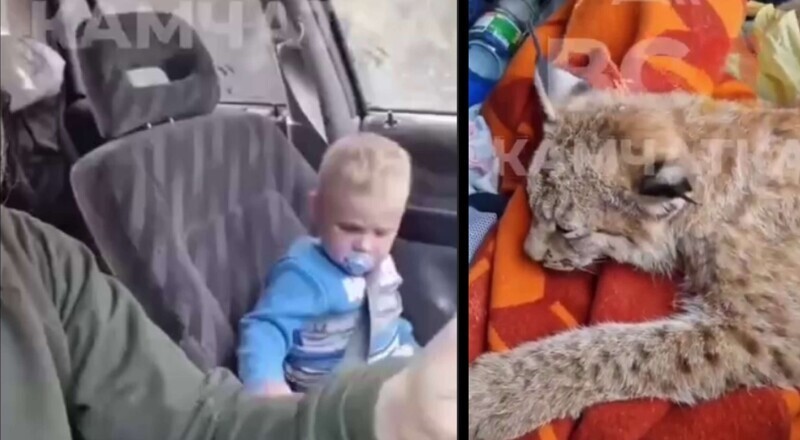 На Камчатке женщина погрузила сбитую рысь в машину, невзирая на наличие в ней младенца