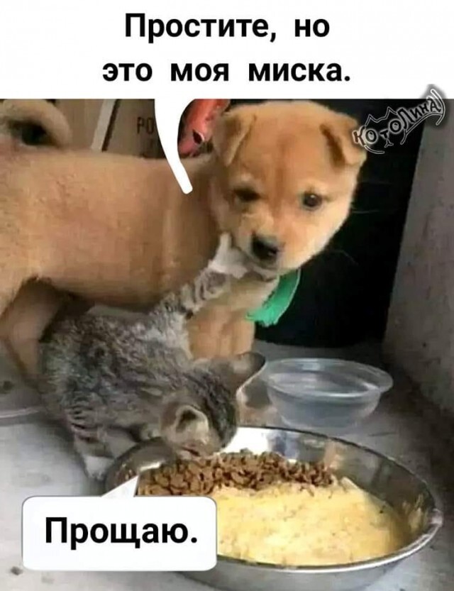 Шутки-картинки