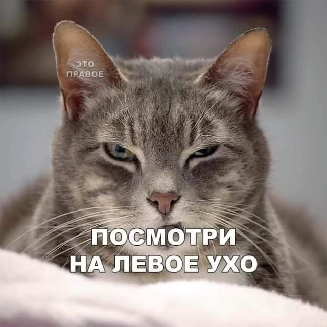 Шутки-картинки