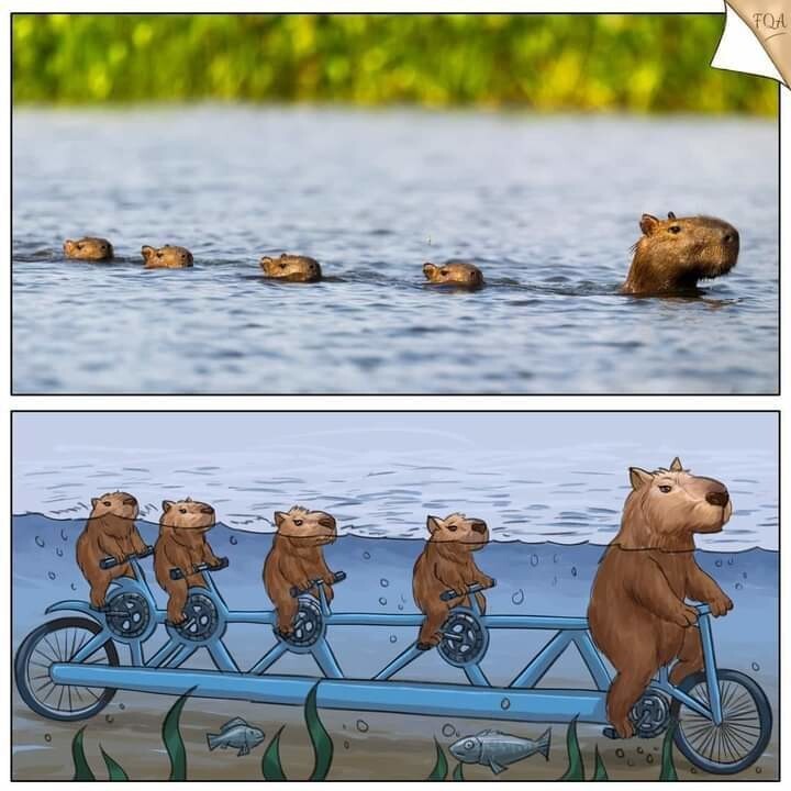 Шутки-картинки