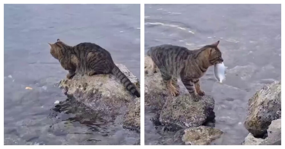 Плати налог: кота-рыбака застали врасплох