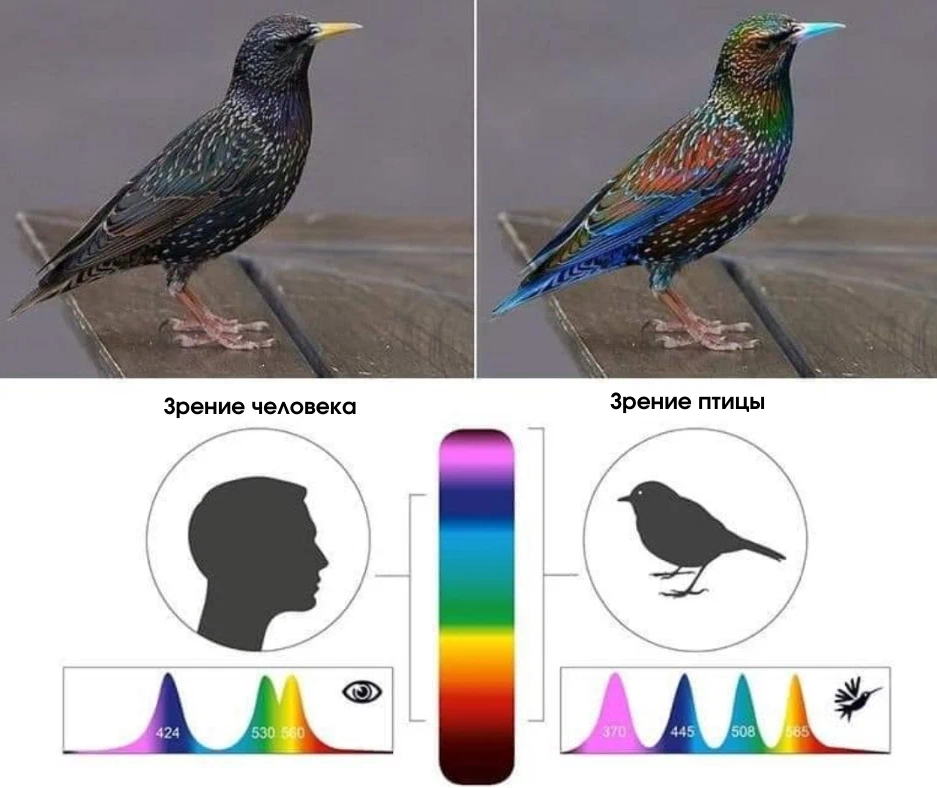 1. Скворцы могут видеть в ультрафиолетовом диапазоне