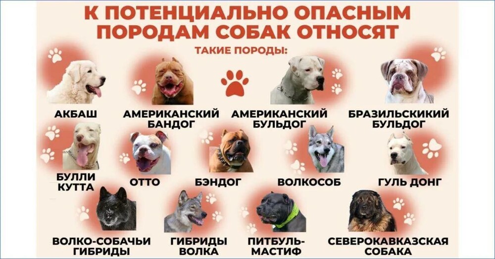 В России создадут реестр владельцев опасных домашних животных