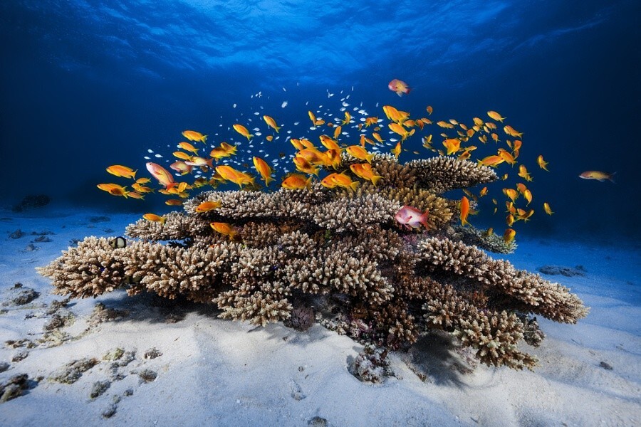 Морская жизнь. Автор фото-Габи Баратхию