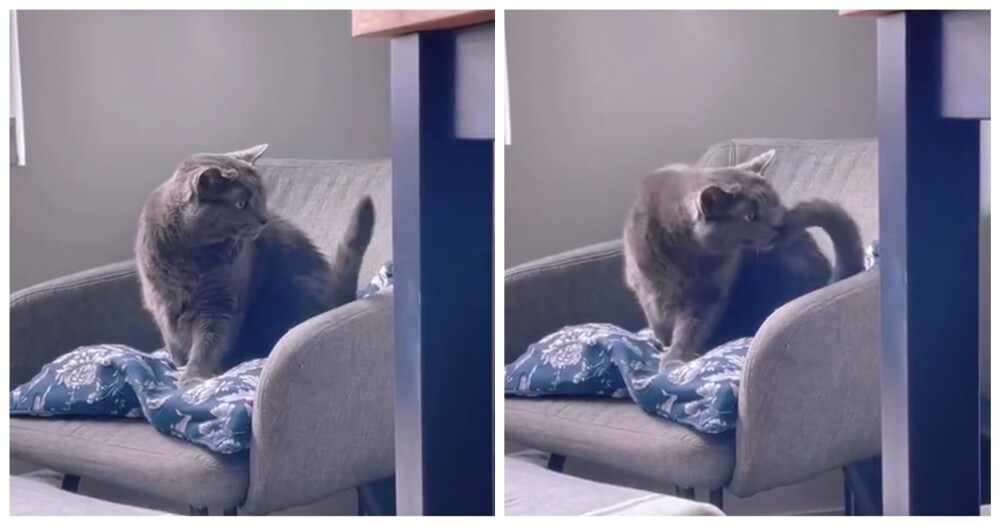 Коты и их хвосты