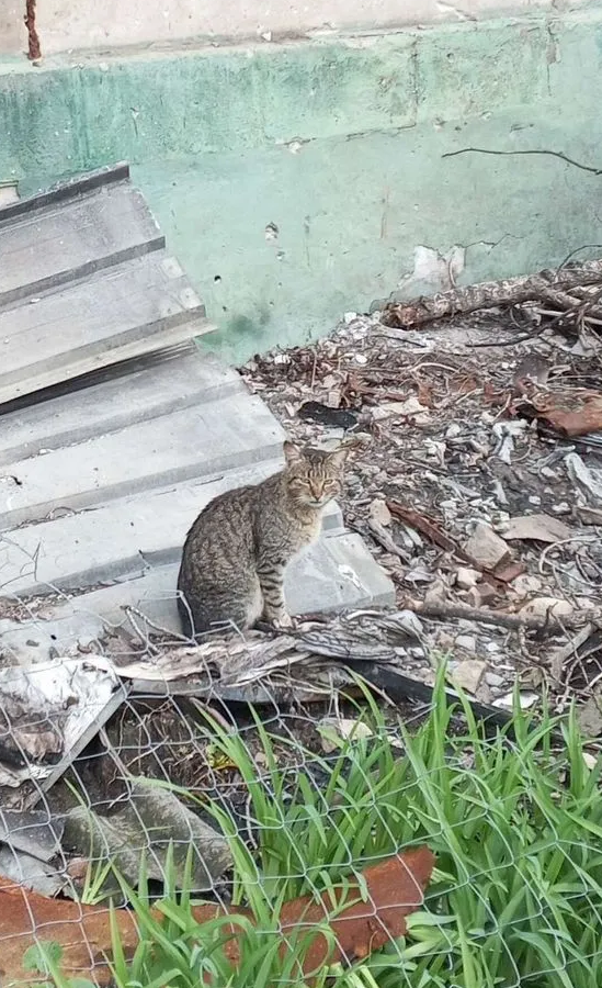 Котики из-за ленточки