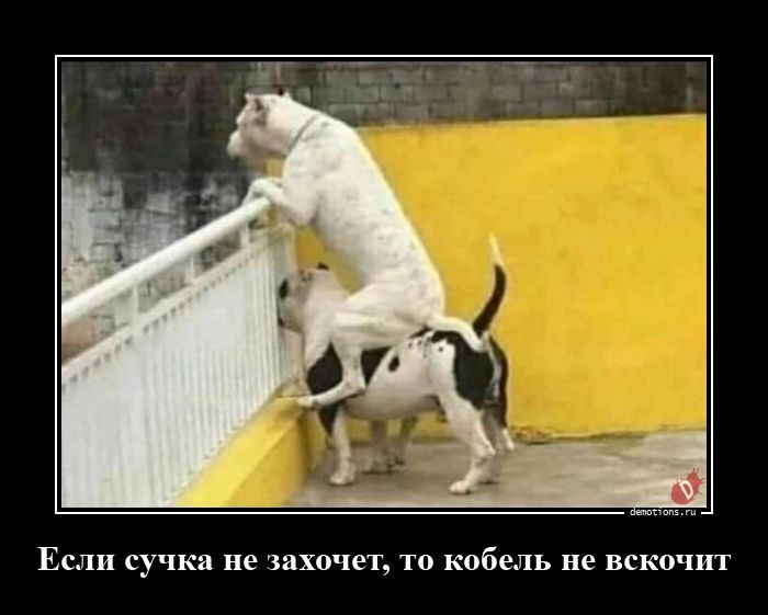 Если сучка не захочет, то кобель не вскочит