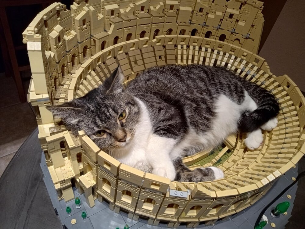 3. Колизей, в который переехал мой кот