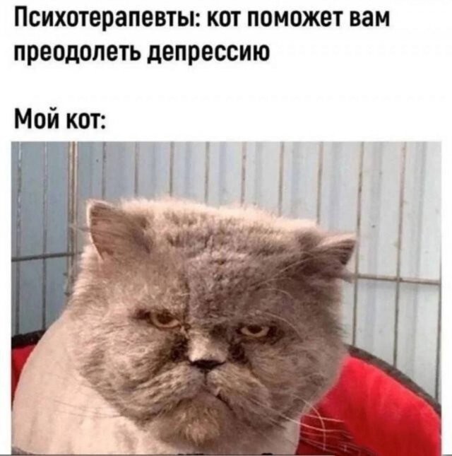 Скрины из соцсетей