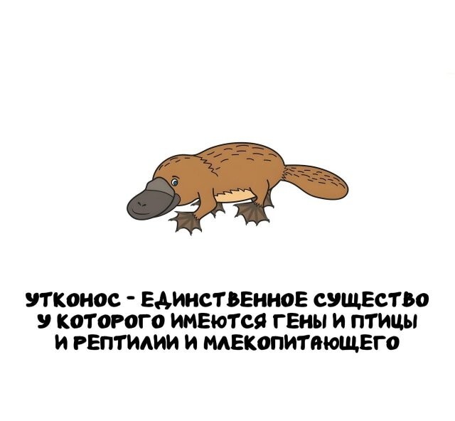 А вдруг ты не знал…