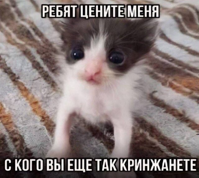 Скрины из соцсетей