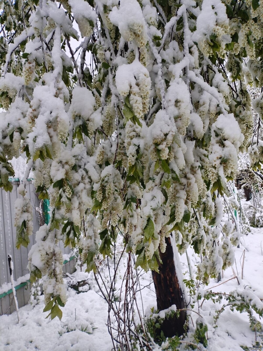 Солянка