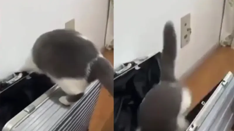 Кот самоупаковался в чемодан