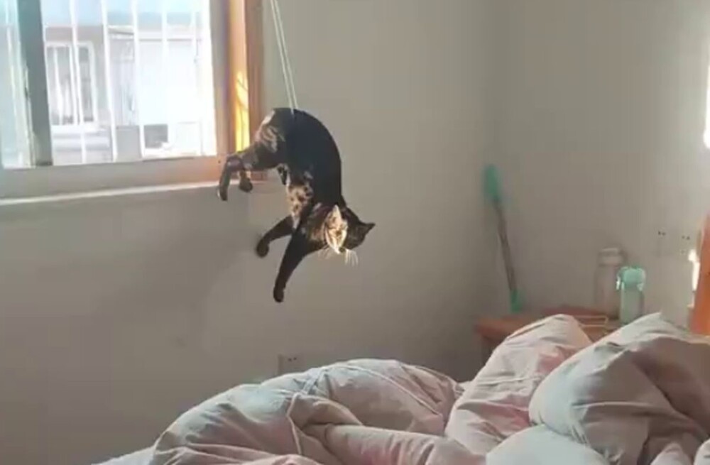 Коротко о котах и их «везении»