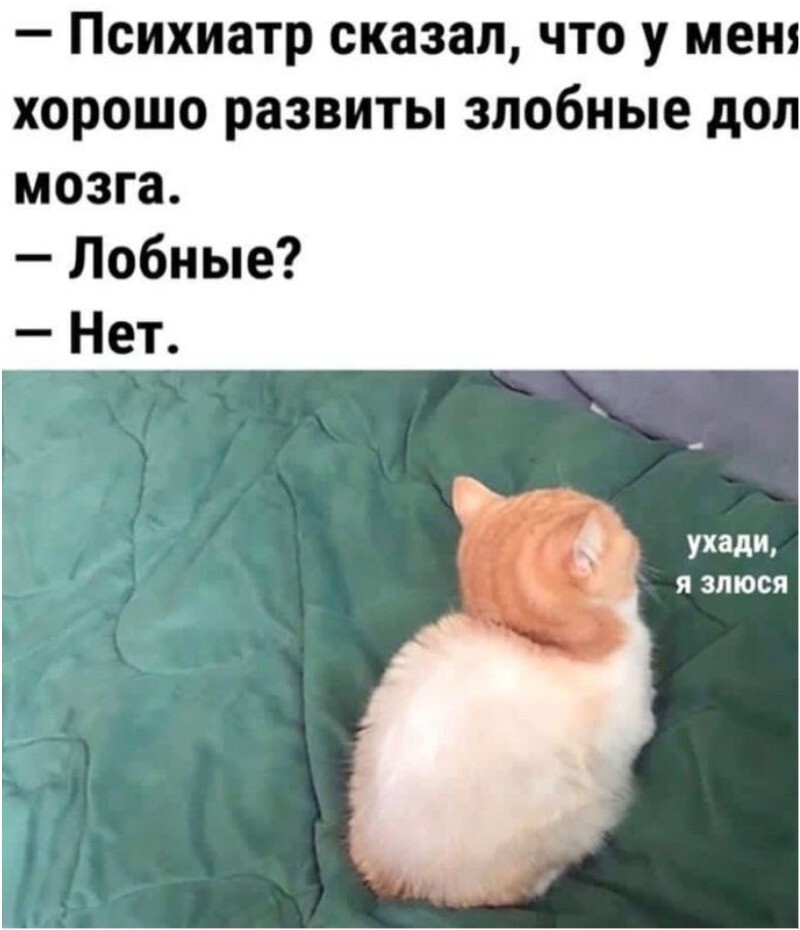 В Биробиджане кот попытался избавиться от хозяек, но помешало МЧС