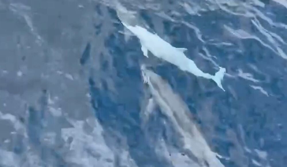 В водах Тайваня сняли редкого белого дельфина