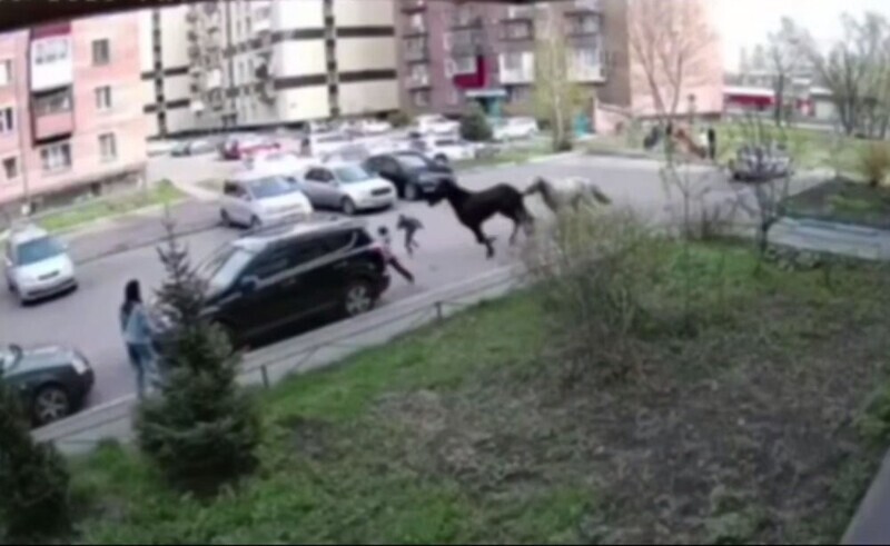 Два сбежавших коня сбили девочку во дворе дома