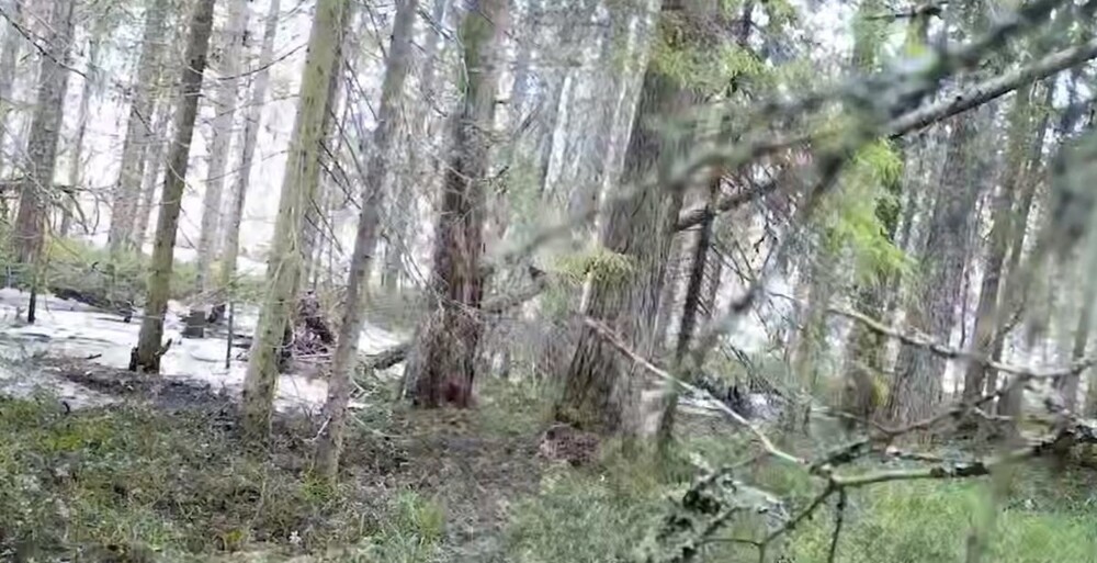 В российском заповеднике живёт дятел, уничтожающий фотоловушки