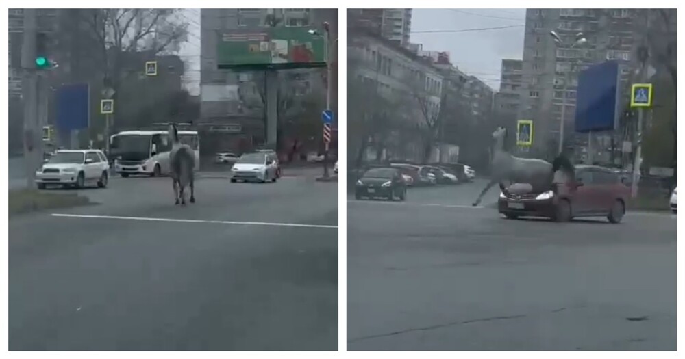 Конь сбежал от хозяина и устроил ДТП в Хабаровске
