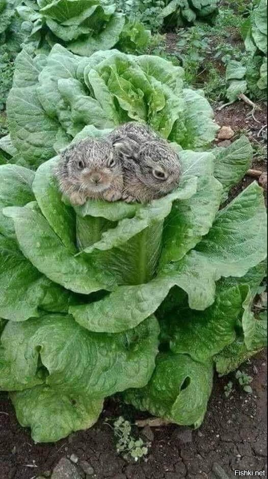 Солянка