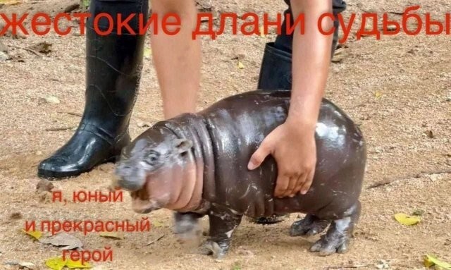 Скрины из соцсетей