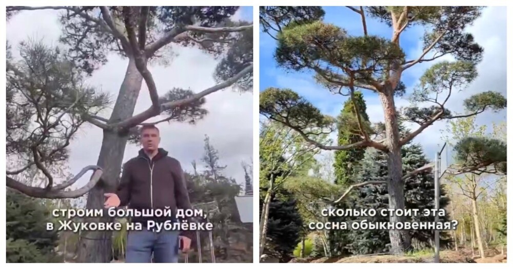 Сколько стоит посадить сосну на Рублёвке