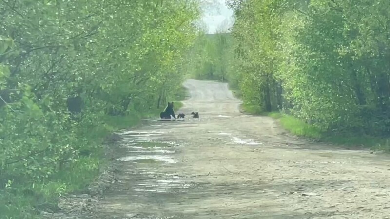 Купающаяся в луже медведица попала на видео
