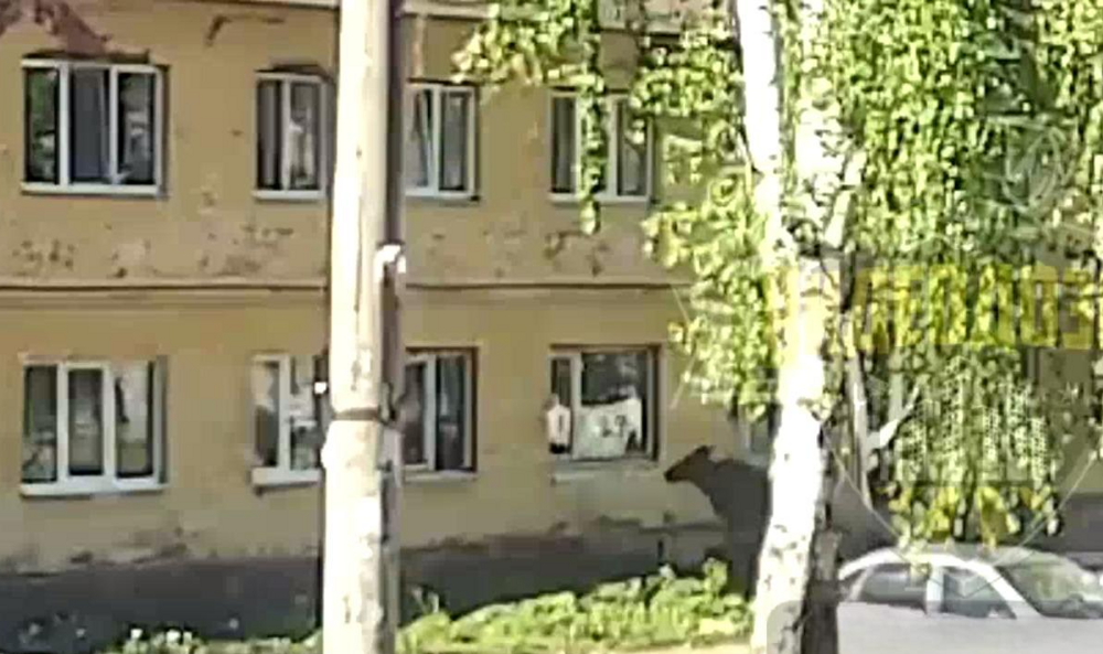 Попытка лося запрыгнуть в окно квартиры
