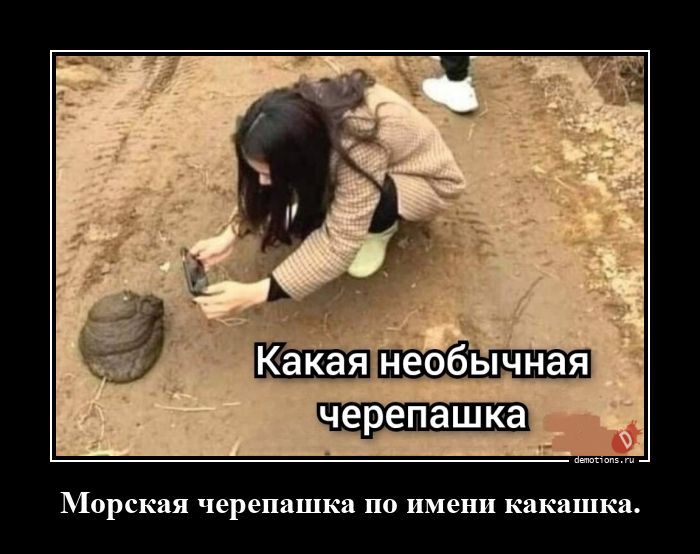 Морская черепашка по имени какашка.