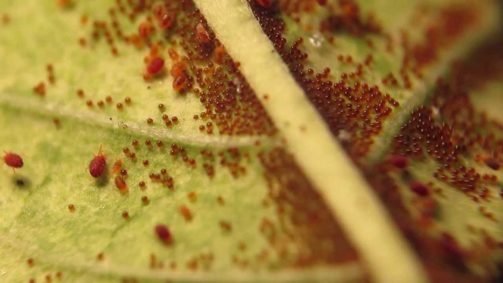 Плодовый клещ: маленькие красные жучки на листьях