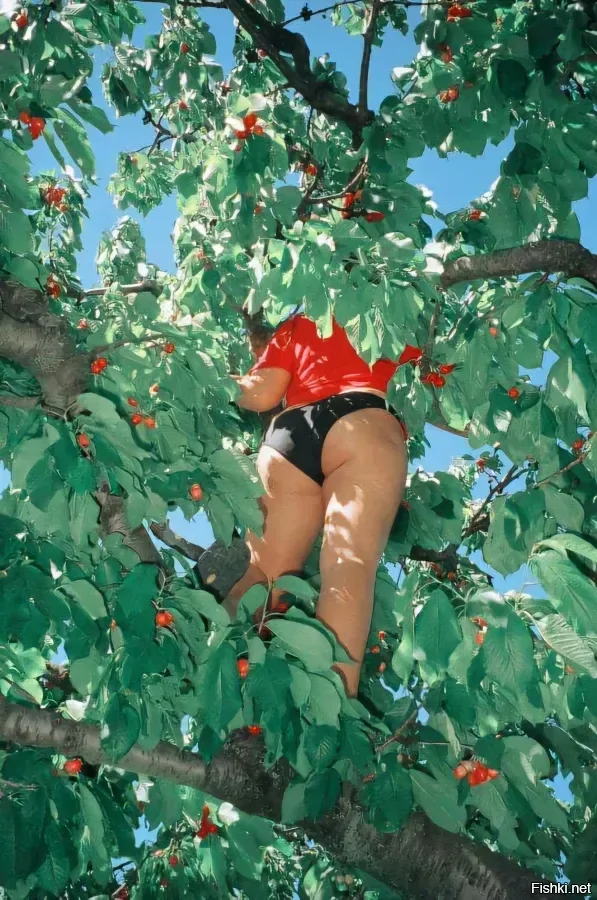 што за дерево