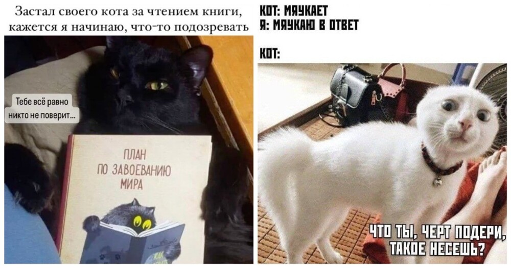 Китайцы создают программу, способную «переводит» кошачий язык на человеческий