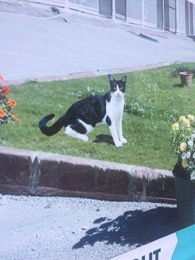 5. Гениально прифотошопленный котик