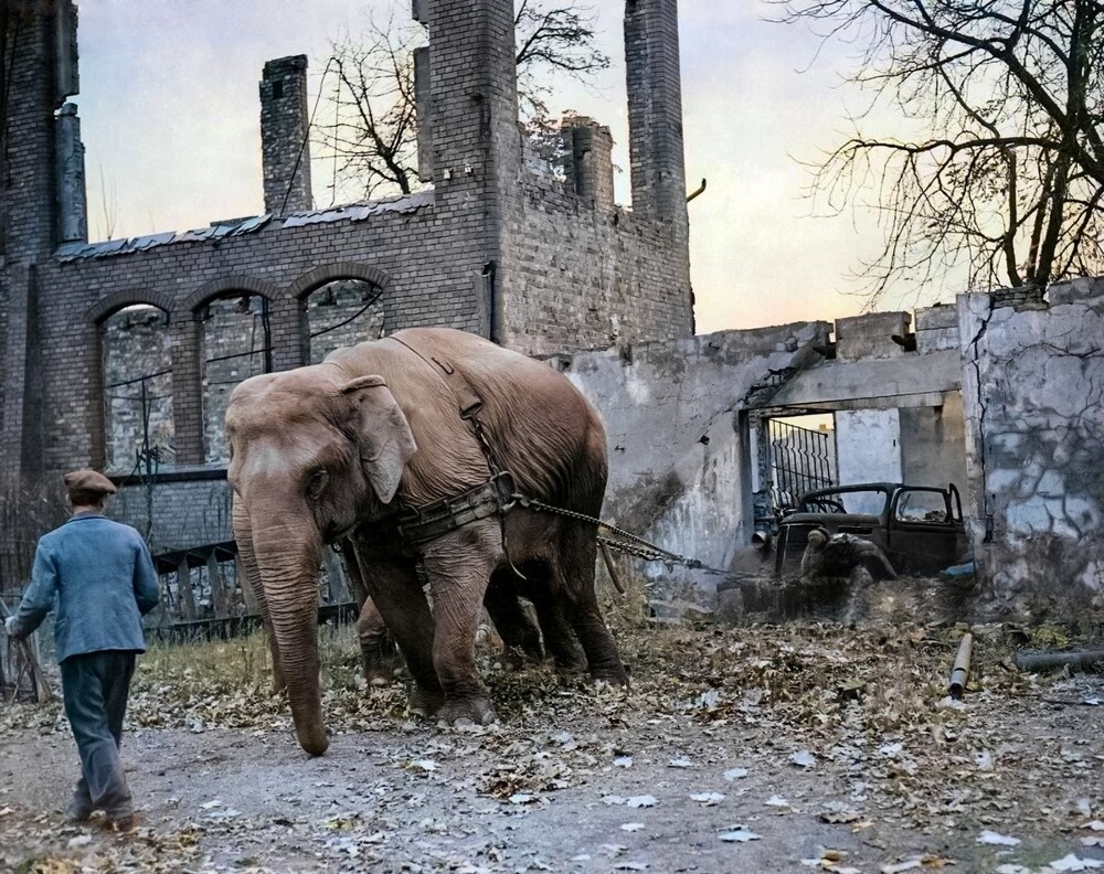 Редкие и интересные фотоматериалы с фронтов Второй Мировой Войны