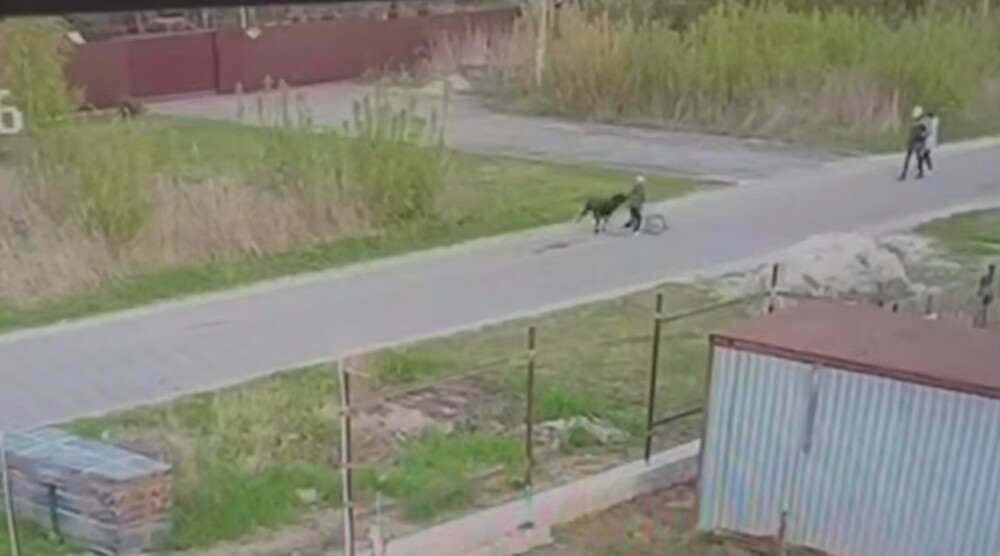 Алабай напал на ребёнка в Подмосковье