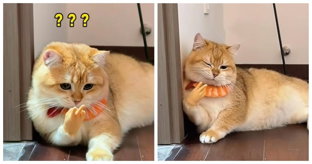 Коты и маленькие ручки